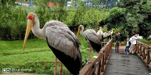 Bird Park KL